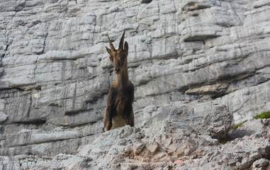 A female mountain goat smiling from above in the Julian Alps in Italy. In the background a limestone face of a mountain.