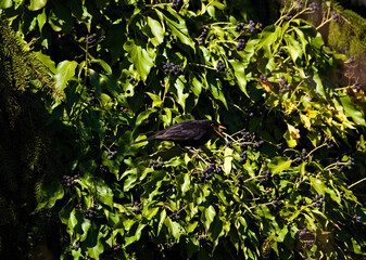 Blackbird in a bush just about to snack on a nice berry.