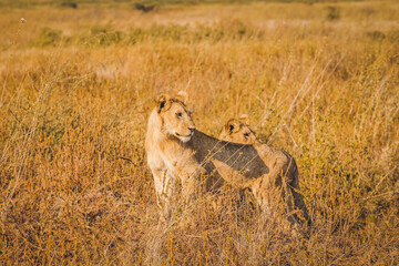 Animaux d'Afrique