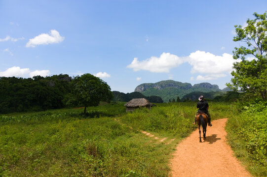 Landscape image of Cuban cowboy riding horseback on a lone trail in the jungles of the Vinales region of Cuba.