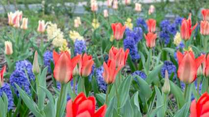 A lot of bright colorful buds of botanical tulips on a background of blue and yellow hyacinths....