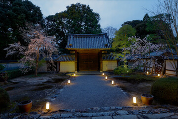 京都雲龍院山門のライトアップの桜