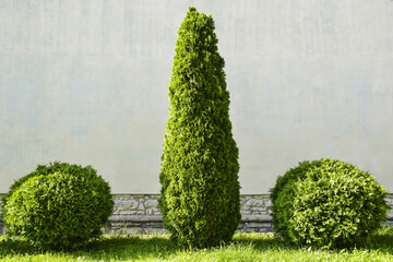 Clipped evergreen thuja trees on background of building wall. Cupressaceae, plants of Cypress...