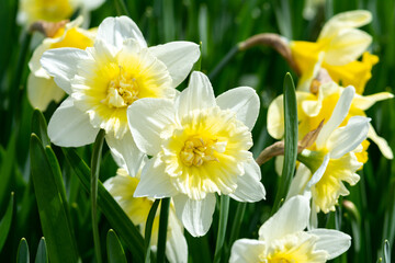 Beautiful white and yellow blooming narcissus in the park on a flower bed close-up	