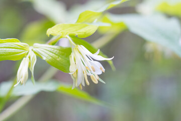 Obraz premium Fairy Bells flower in Washington State
