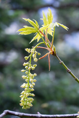 Rocky mountain maple in Oregon