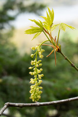 Obraz premium Rocky mountain maple in Oregon