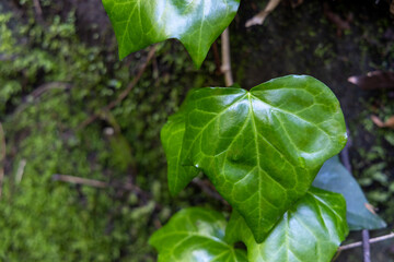	苔に覆われた樹木から伸びる濃い緑色のツタの葉