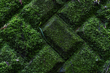 均一に緑色の苔に覆われたブロック塀