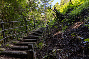 丘の頂上へと続く緑の道の階段