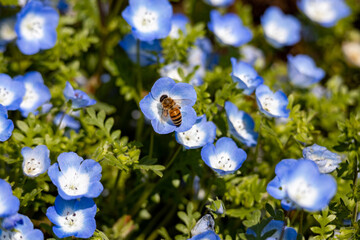 ネモフィラの蜜を吸いにやってきたミツバチ