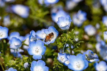 ネモフィラの蜜を吸いにやってきたミツバチ