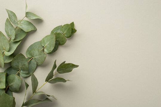 Top view photo of eucalyptus branches on pastel grey background with copyspace