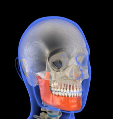 Human head in xray view and marked Jaw. Dental 3D illustration