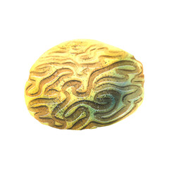 Watercolor illustration of a sea sponge from coral reefs. Patterned, voluminous, insulated. For design, decoration of postcards, banners, souvenirs, posters, prints.