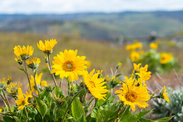 Arrowleaf balsam Root wildlflower at Rowena Crest in Oregon