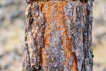 Bark texture of Pine tree in Oregon