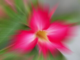 abstract flower that has been adjusted to diffuse from the center.
abstract flower picture pink.
flower pink blurred movement color background abstract