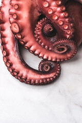 Octopus on white  background. Fresh delicacies seafood 