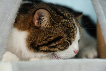Young Asian woman working from home with her cat