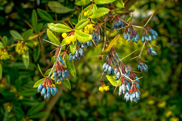 Mahonia common, berries on a branch