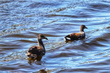 Common Moorhen found in Lago do Bra&ccedil;o Morto in Imb&eacute; in Rio Grande do Sul, Brazil.