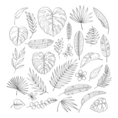 Hand drawn tropical leaf. Vector set of line leaves of tropical plants in sketch style. Collection for summer botanical illustrations, print, banner, wedding. Banana, palm and monstera leaf.Jungle set - obrazy, fototapety, plakaty