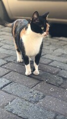 black and white sweet cat