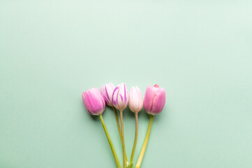 series of pink and purple tulips under pastel green background