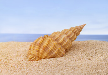 A seashell on the sandy beach