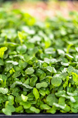 Microgreens