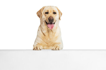 Half-length portrait of adorable Labrador Retriever, cute dog looking at camera isolated on white...