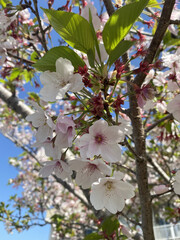 日本の春といえば桜！