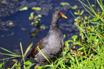 Photograph of a beautiful Juvenile Common Moorhen, found in Lago do Braço Morto in Imbé in Rio Grande do Sul, Brazil.