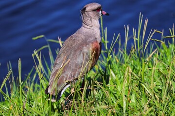 Photograph of a beautiful Southern lapwing, found in Lago do Braço Morto in Imbé in Rio Grande do Sul, Brazil.