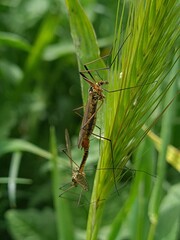 grasshopper on the grass