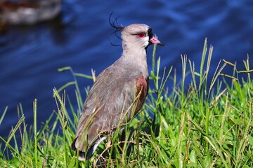 Photograph of a beautiful Southern lapwing, found in Lago do Braço Morto in Imbé in Rio Grande do Sul, Brazil.