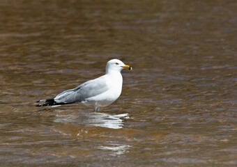 Fototapeta na wymiar A Ring-billed gull up close in the shallow water at Arrowhead Park Ontario