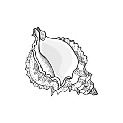Hand-drawn seashell spiral with a texture of many dots.