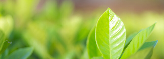 Fototapeta na wymiar nature view of green leaf on blurred greenery background in garden,Green nature concept.