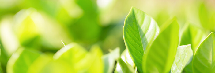 nature view of green leaf on blurred greenery background in garden,Green nature concept.