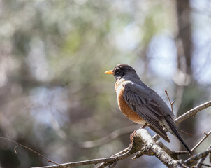 An American Robin (Turdus migratorius) in a tree in spring