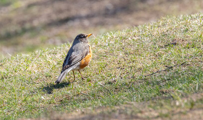 An American Robin (Turdus migratorius) on grass in spring