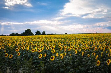 summer landscape with an endless field of young sunflowers