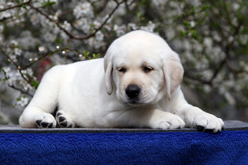 Obraz premium the sweet nice yellow labrador puppy on the blue background