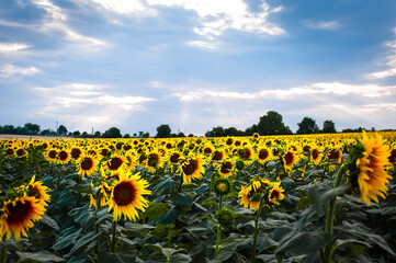 Fototapeta premium summer landscape with an endless field of young sunflowers