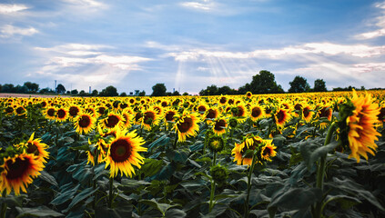 Obraz premium summer landscape with an endless field of young sunflowers