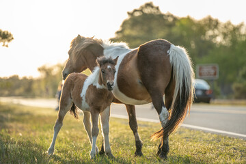 horse and foal - Assateague Island, Maryland