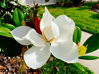 Magnolia denudata tree and flower in spring