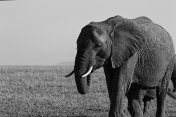 Closeup shot of an elephant in the field on a grayscale